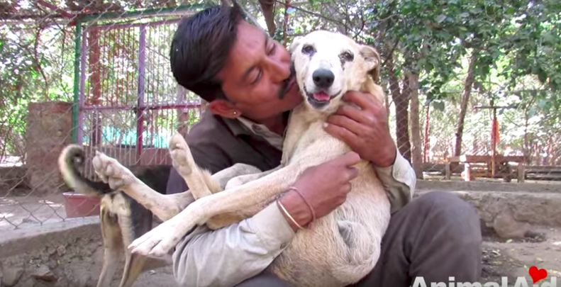 Injured Senior Dog Gets Stuck In Gate While Looking For Help - The Dodo