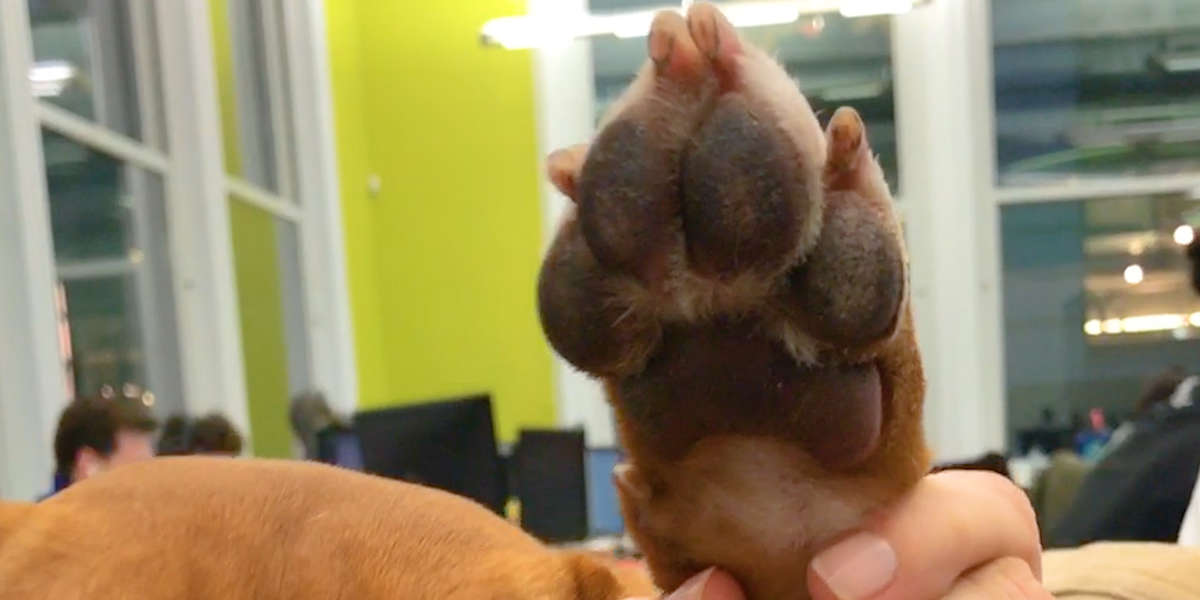 Why Dogs' Paws Smell Like Fritos Videos The Dodo