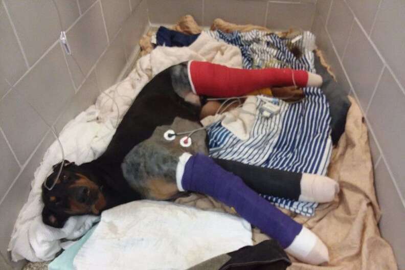 doberman hit by car massachusetts