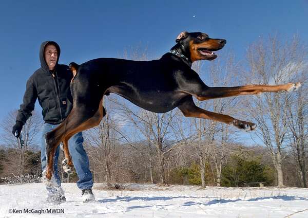 doberman hit by car Massachusetts 