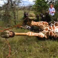 Giraffe Rescued From Metal Ring