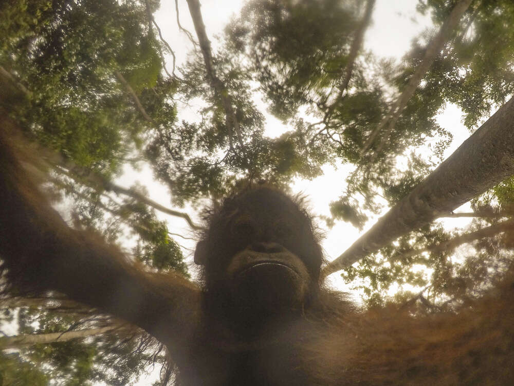 Wild orangutan takes selfie with tourist's camera