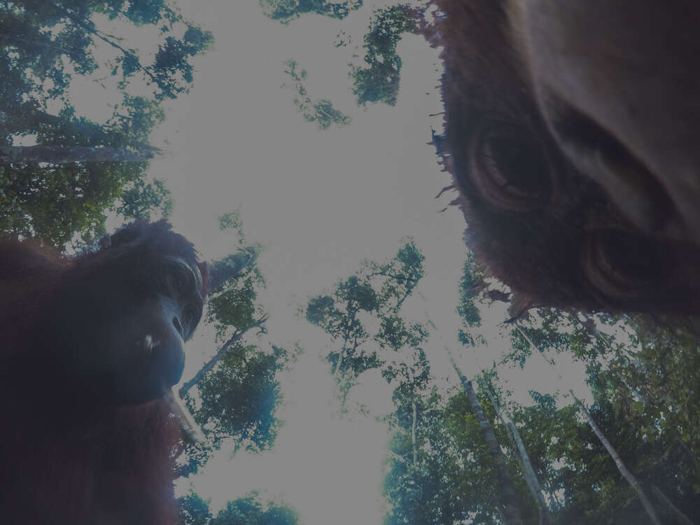Borneo orangutans taking selfies with man's camera