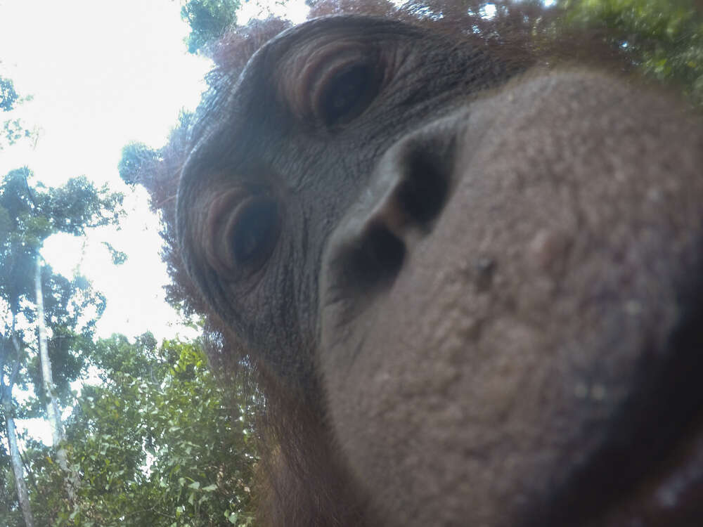 Orangutan snaps selfie with guy's camera in Borneo