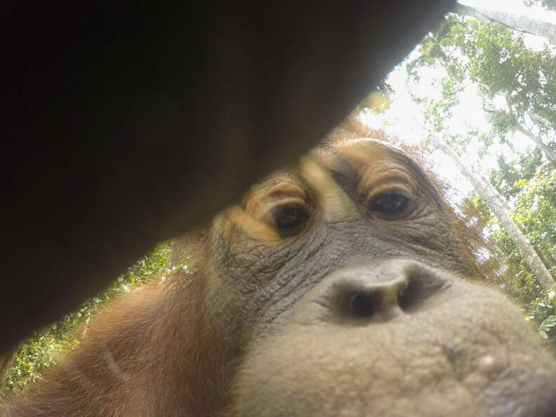 Wild orangutan in Borneo taking selfie with stolen camera