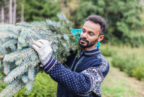 How to Keep Your Christmas Tree Alive: Preserve & Care for Your Tree - Thrillist
