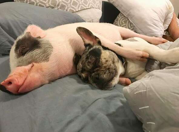 pig and dog best friends