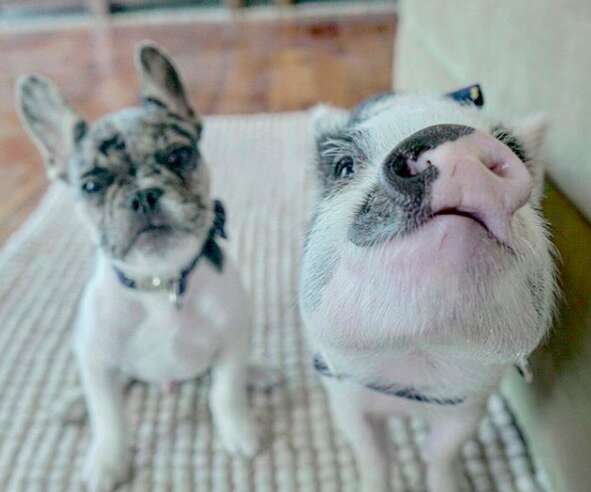 dog and pig best friends