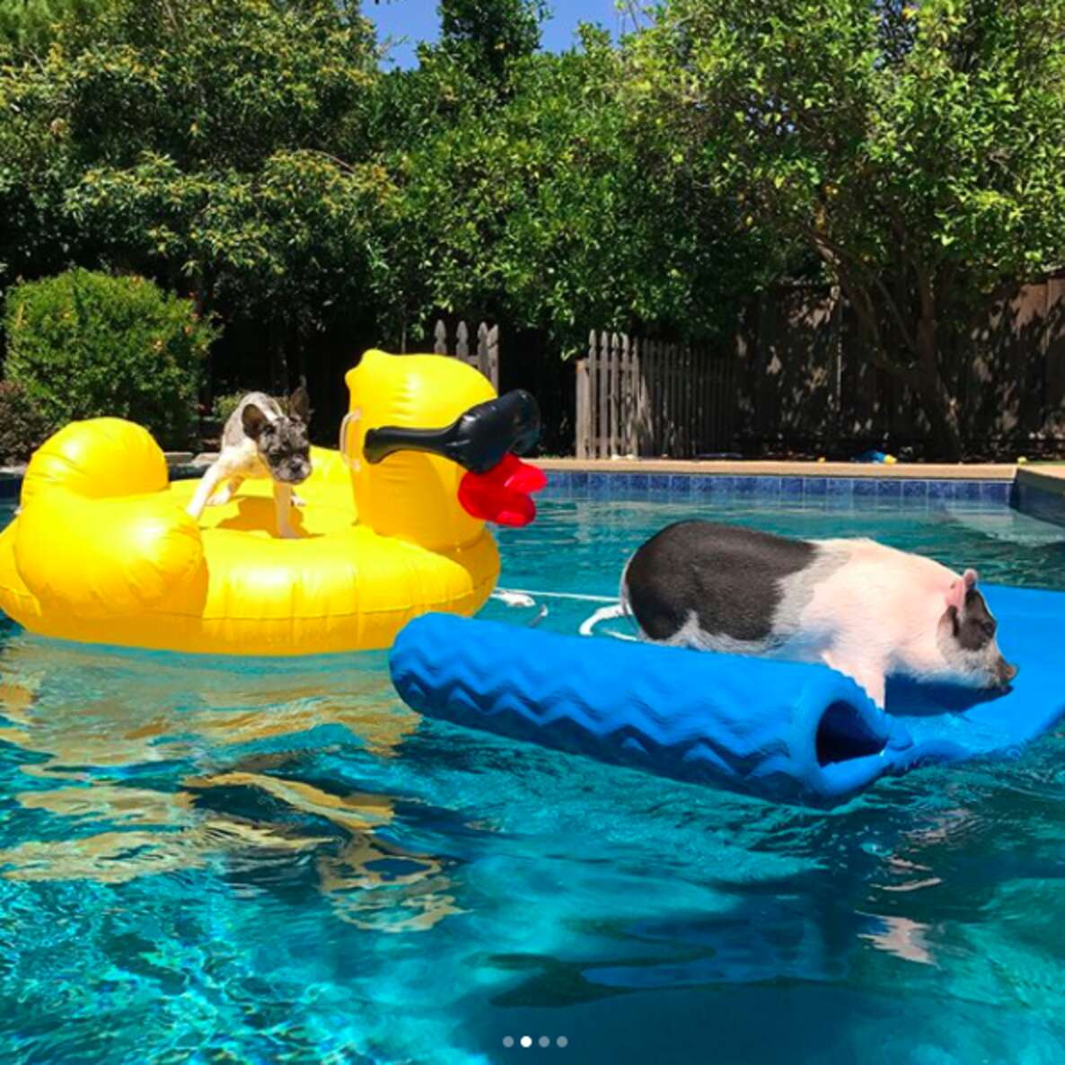 Pig Really Loves Frenchies So His Parents Get Him One - The Dodo