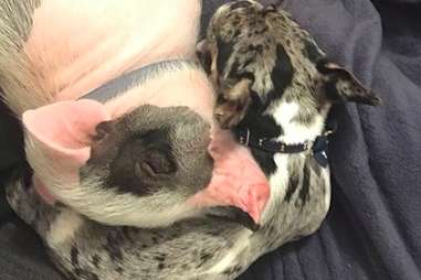 dog and pig best friends