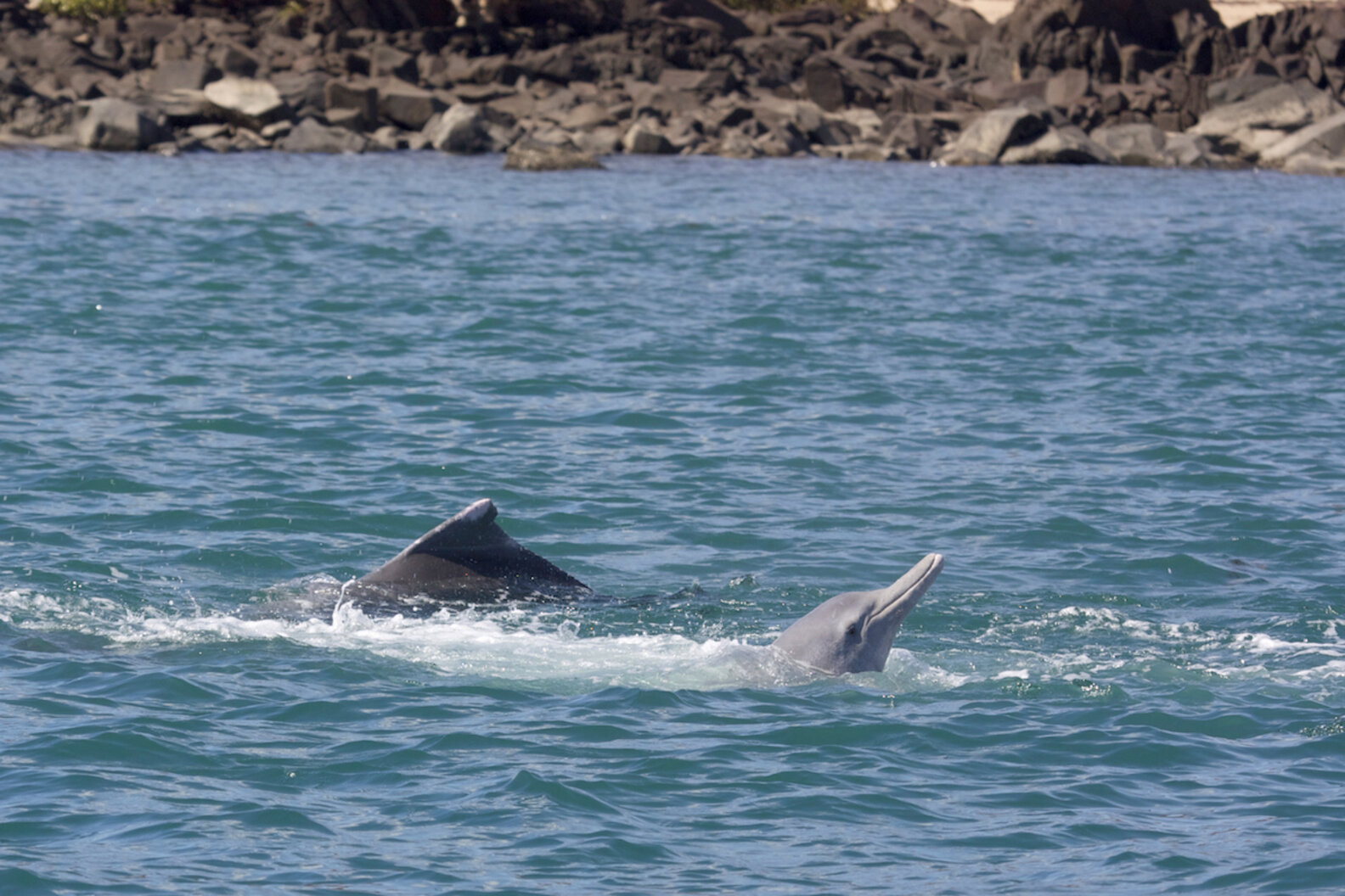 Male Dolphins Give Sea Sponges To Females As Courtship Gifts - The Dodo