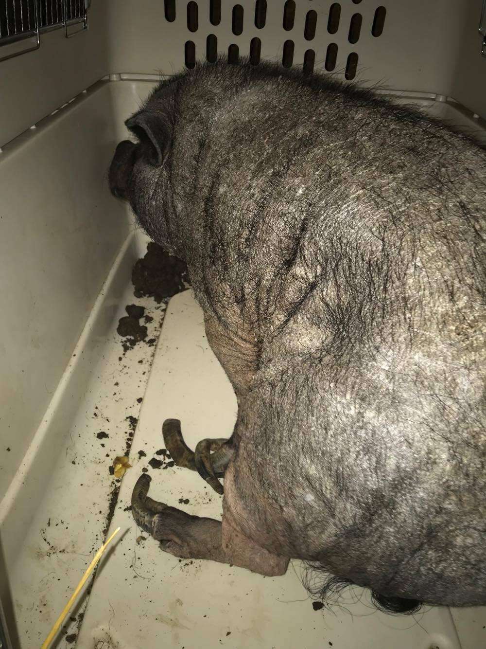 Neglected pet pig arrives at sanctuary in Canada