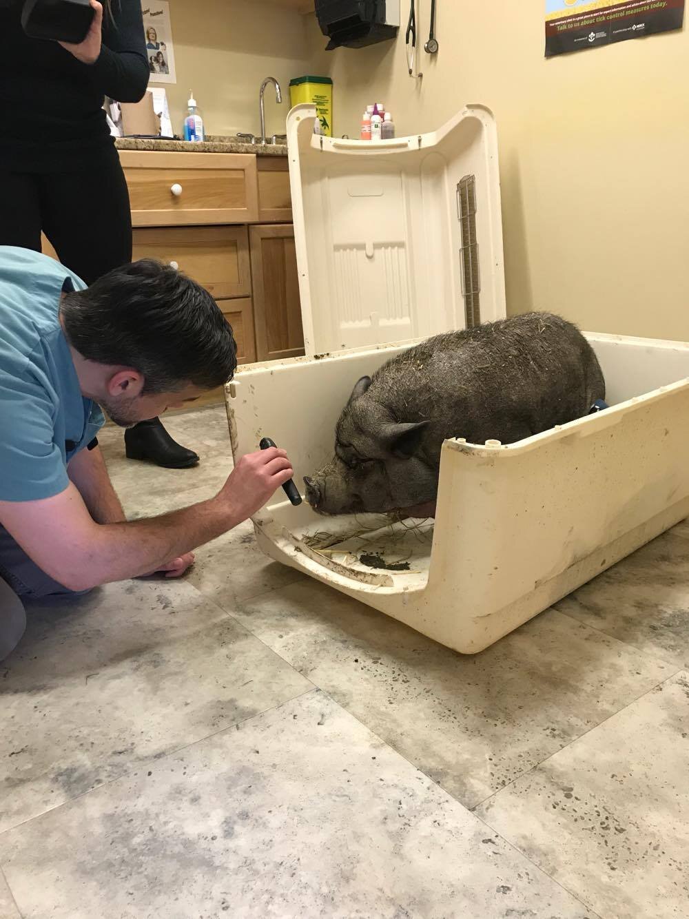 Potbellied Pig With Overgrown Hooves Found After Years Of Neglect - The ...