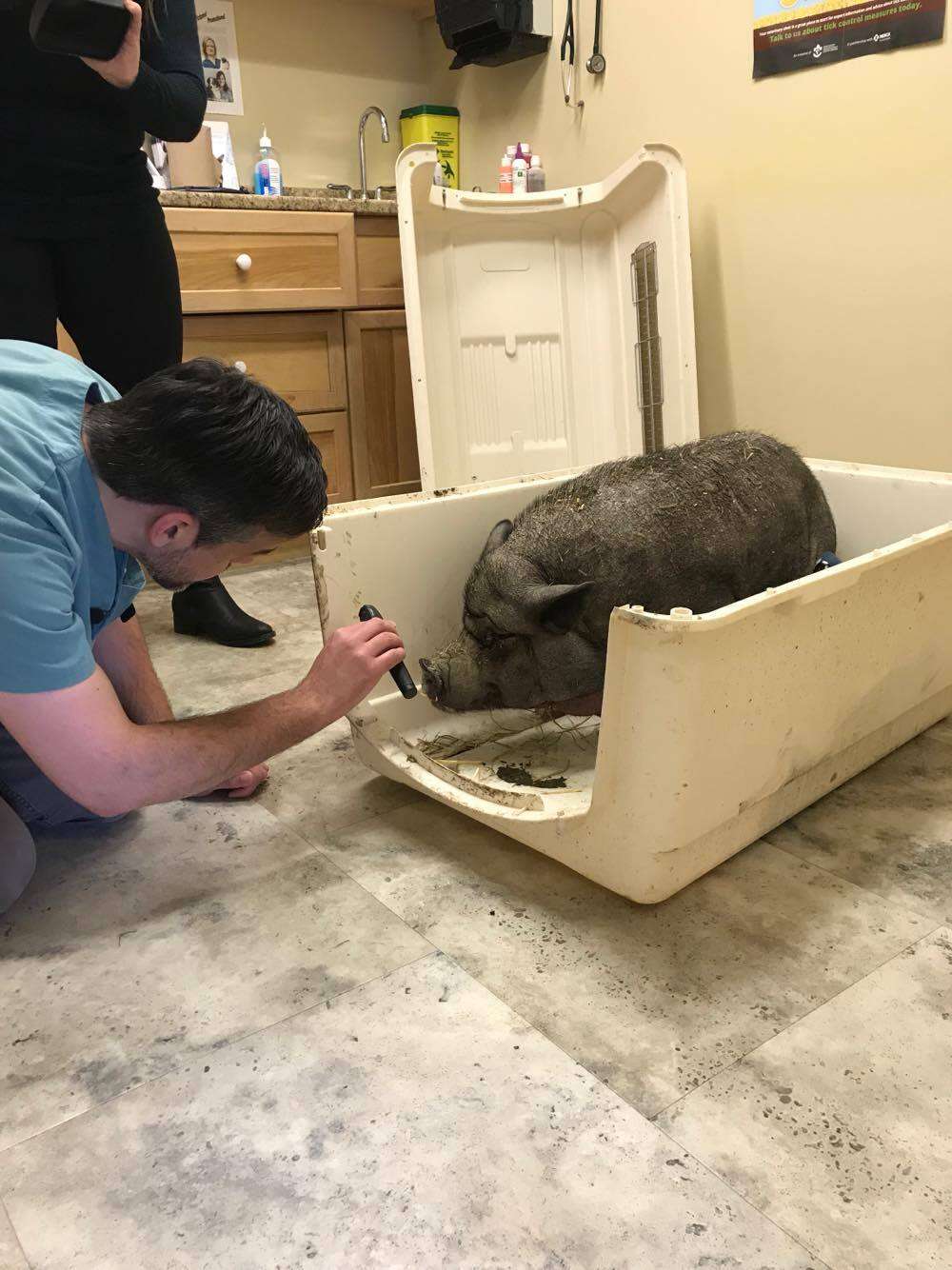 Neglected pet pig getting help at Ontario vet