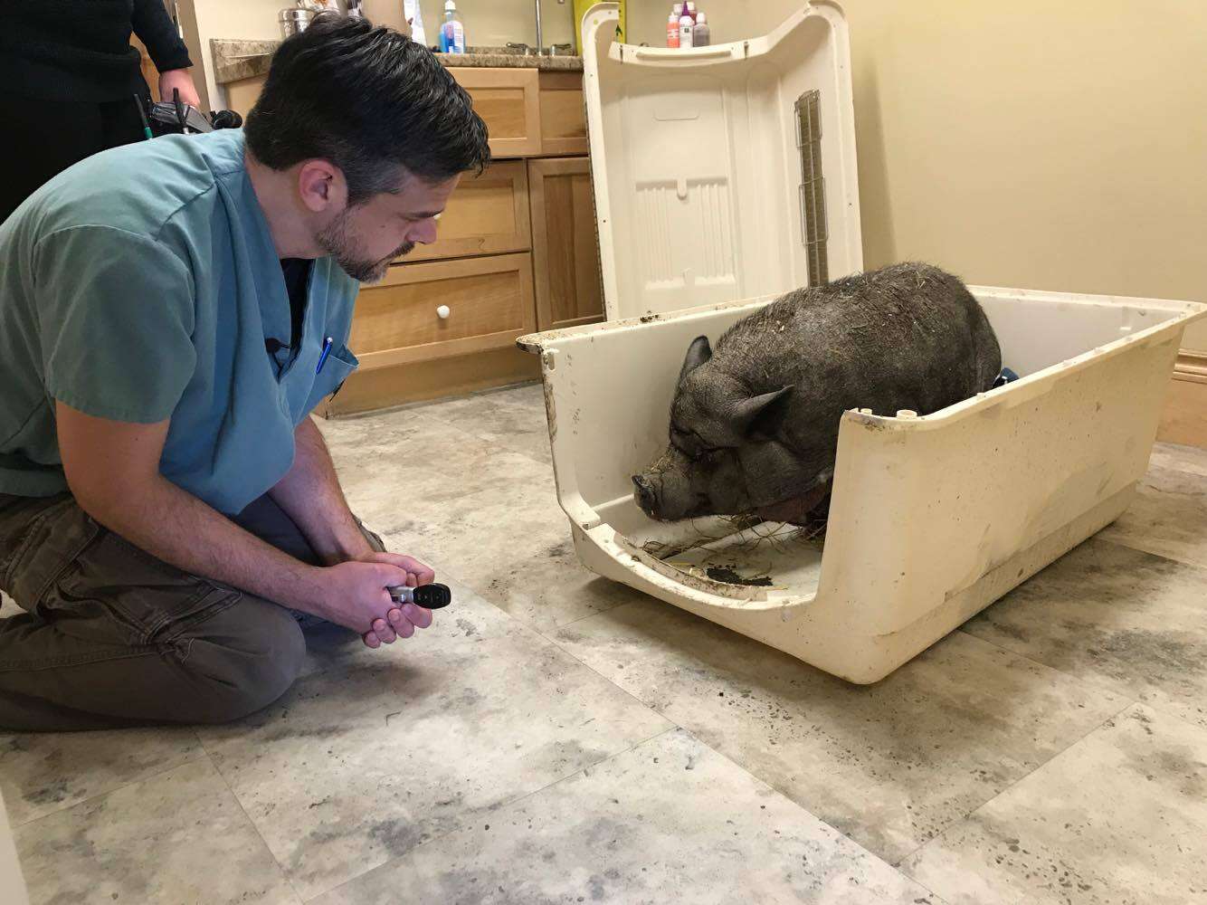 Neglected pet pig getting help at Ontario vet