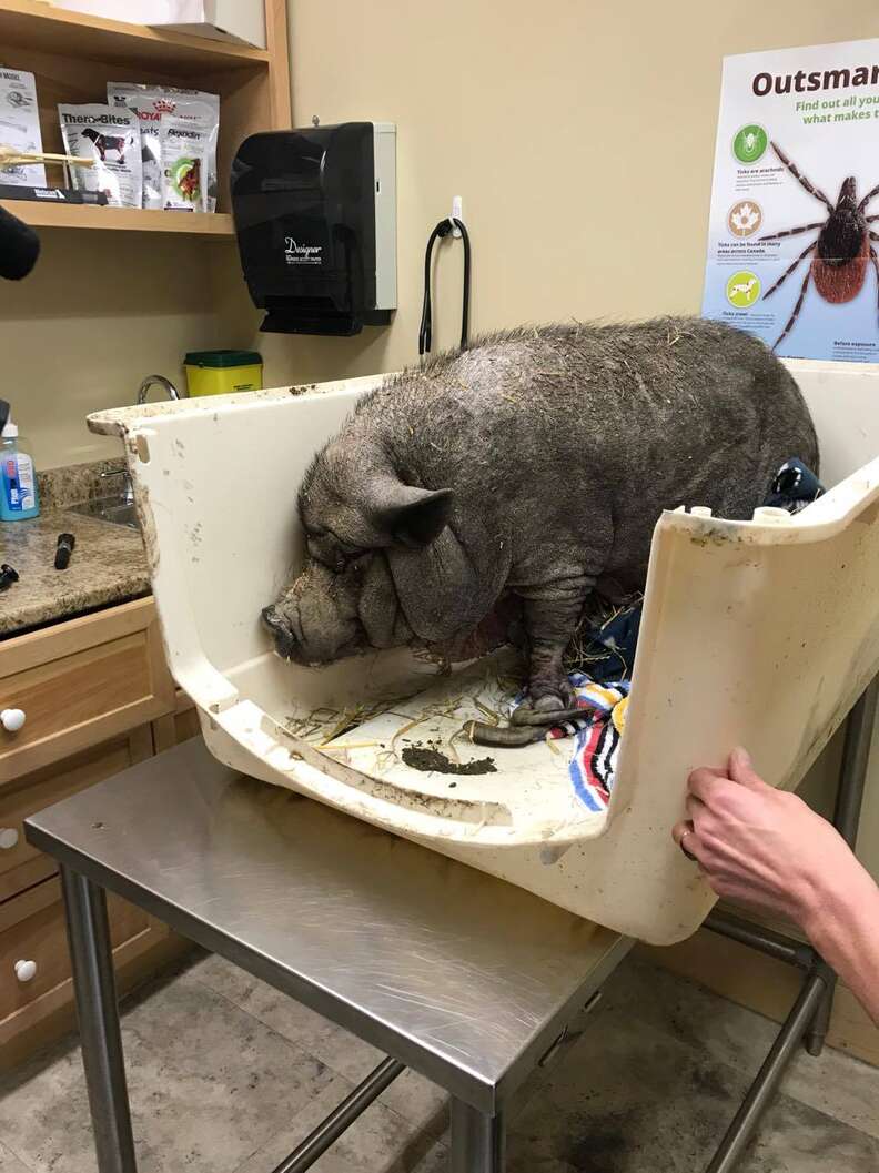 Neglected pet pig getting help at vet in Ontario