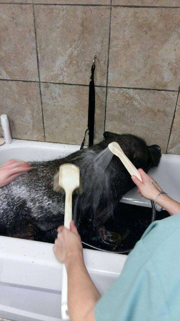 Rescuers giving neglected pet pig a bath