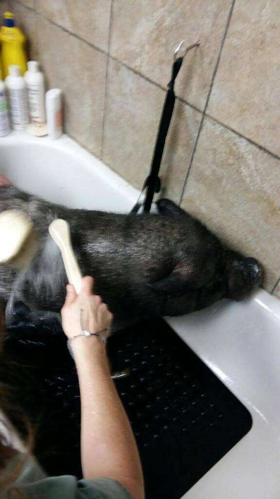 Rescuers giving neglected pet pig a bath