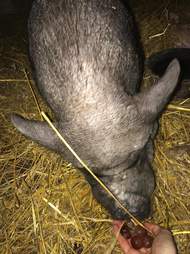 Rescuers giving neglected pet pig a bath