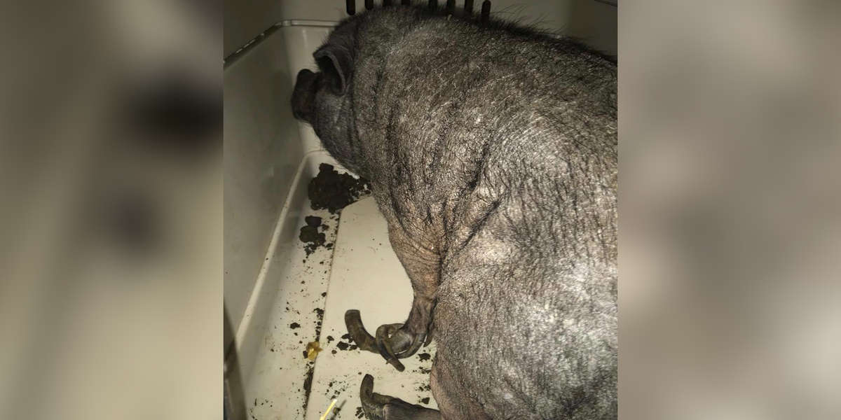 Potbellied Pig With Overgrown Hooves Found After Years Of Neglect - The ...