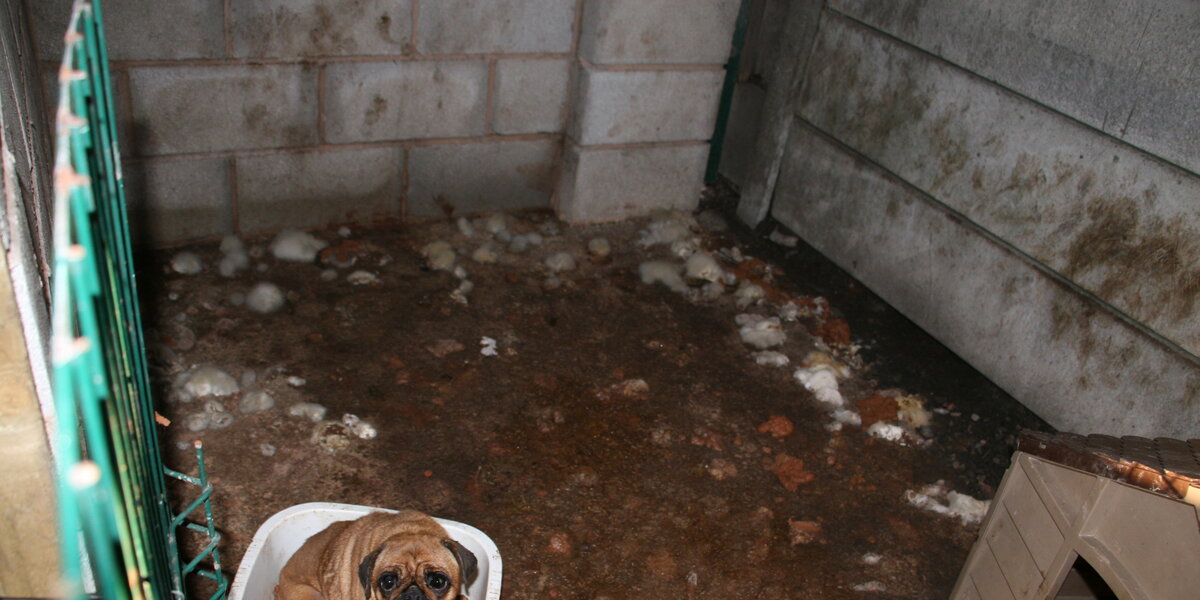 Manchester Breeder Kept Dogs In Nightmare Living Conditions - The Dodo