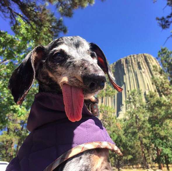 Senior dog with tongue flopping out in front of national monument
