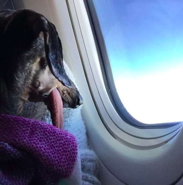 Dog with floppy tongue looking out of airplane window