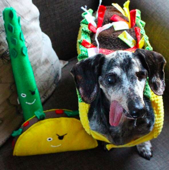 Dog dressed up as taco