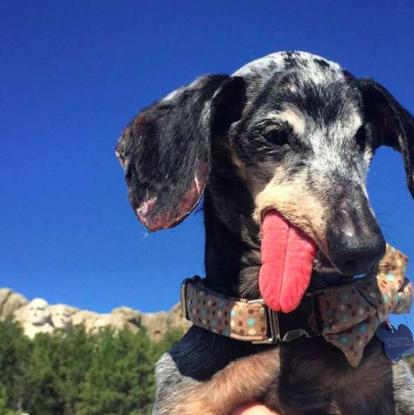 Dog with floppy tongue posing in front of monument