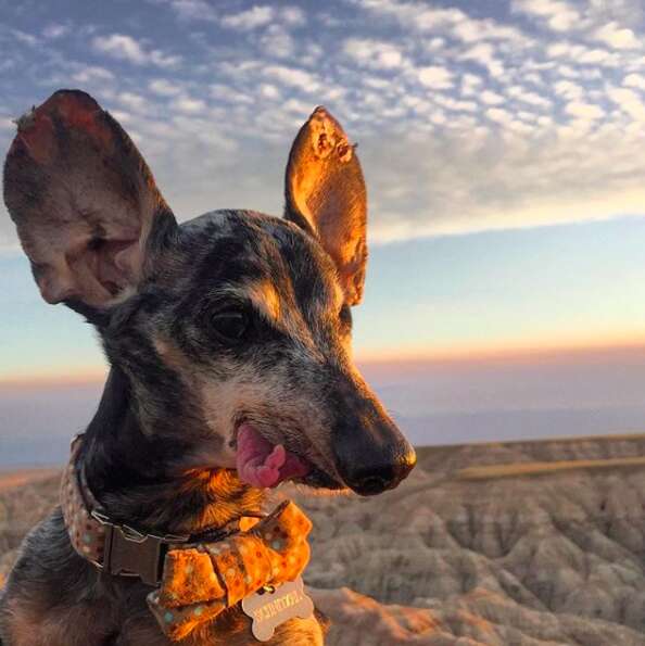 Dog with floppy ears and tongue at national park