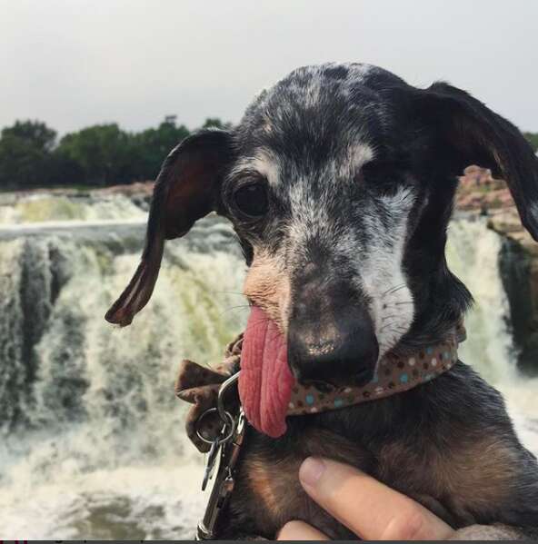 Dog with floppy tongue in front of a waterfall