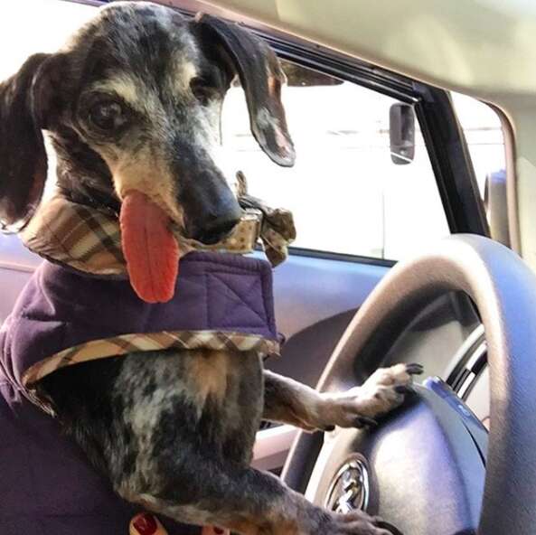 Senior dog with floppy dog at car steering wheel
