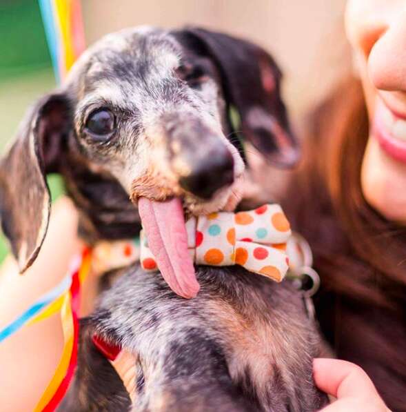 Woman holding senior dog with tongue flopping out