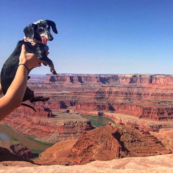 Dog being held up in front of canyon