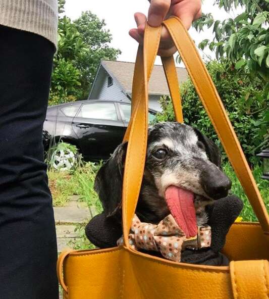 Senior dog with floppy tongue being carried in a bag