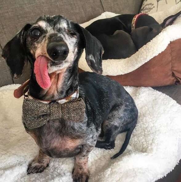 Senior dog with floppy tongue and bowtie
