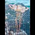 Clever Octopus Finds Fishermen's Trap And Takes Full Advantage