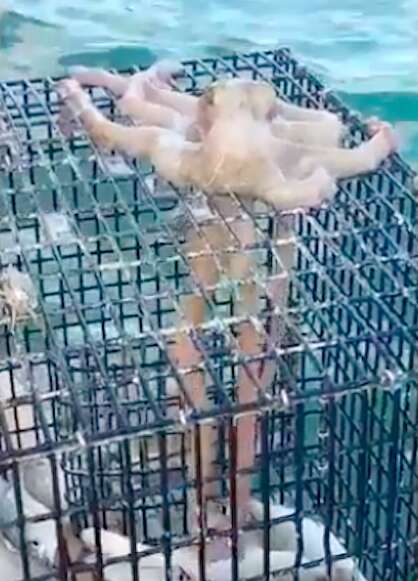 Octopus stealing fish from fishermen in Key West, Florida