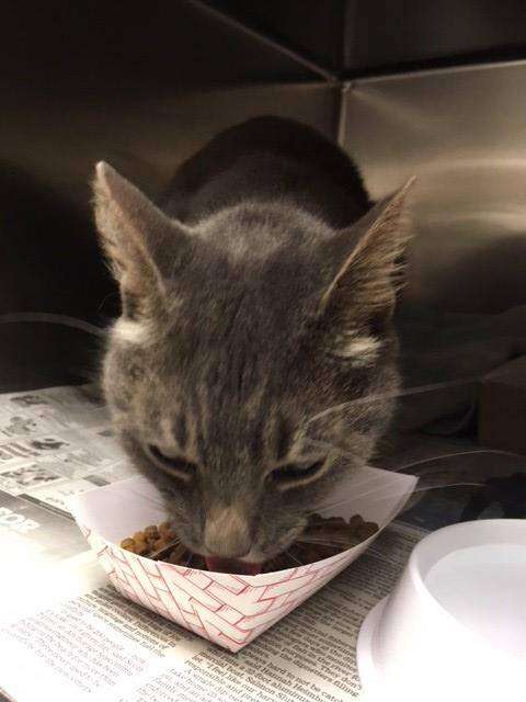 Cat eating food inside cage at humane society
