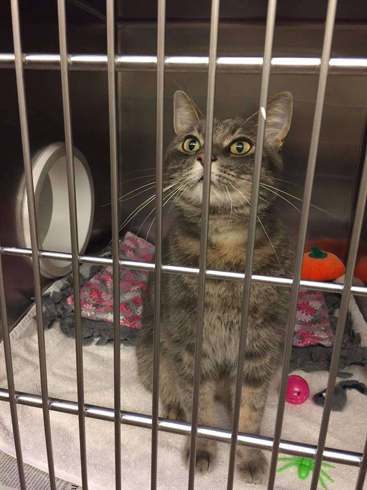 Rescued cat inside cage at humane society