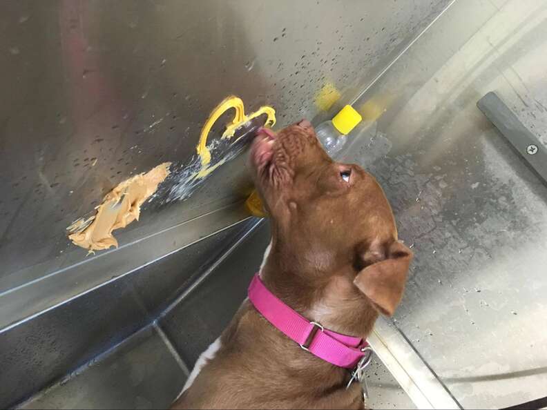 dog licks peanut butter in bath