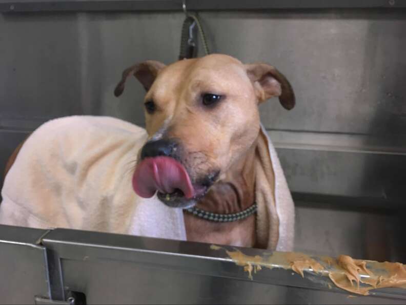 dog licks peanut butter in bath