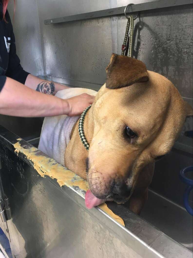 dog licks peanut butter in bath