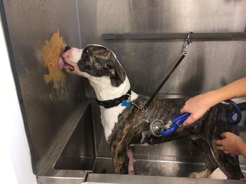 dog licks peanut butter in bath