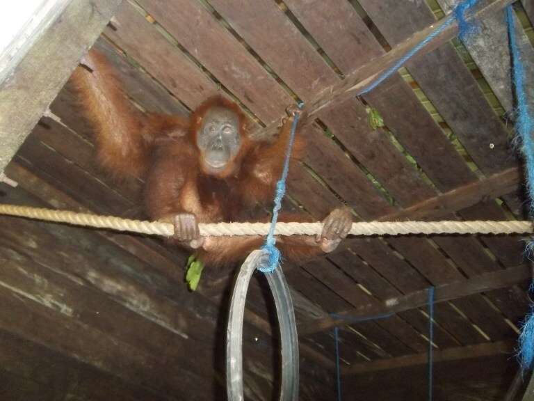 Blinded orangutan at sanctuary