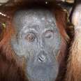 X-Rays Reveal The Real Reason This Orangutan Is Blind 