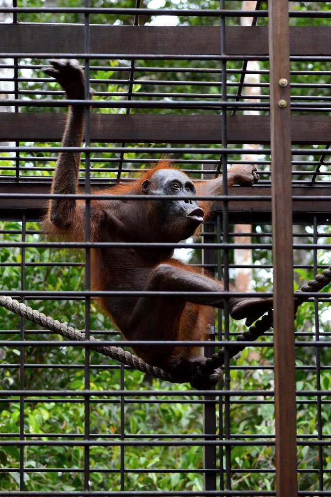 Rescued orangutan at sanctuary