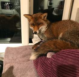 Fox Breaks Into London Woman S House To Use Her Cat S Bed The Dodo