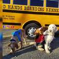 Dogs Are Getting Rides To Day Care In Little Yellow Bus