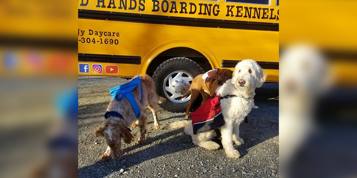 Dogs Ride To Day Care In Adorable Yellow School Bus The Dodo